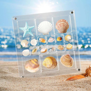 Acrylic Seashell Display Box