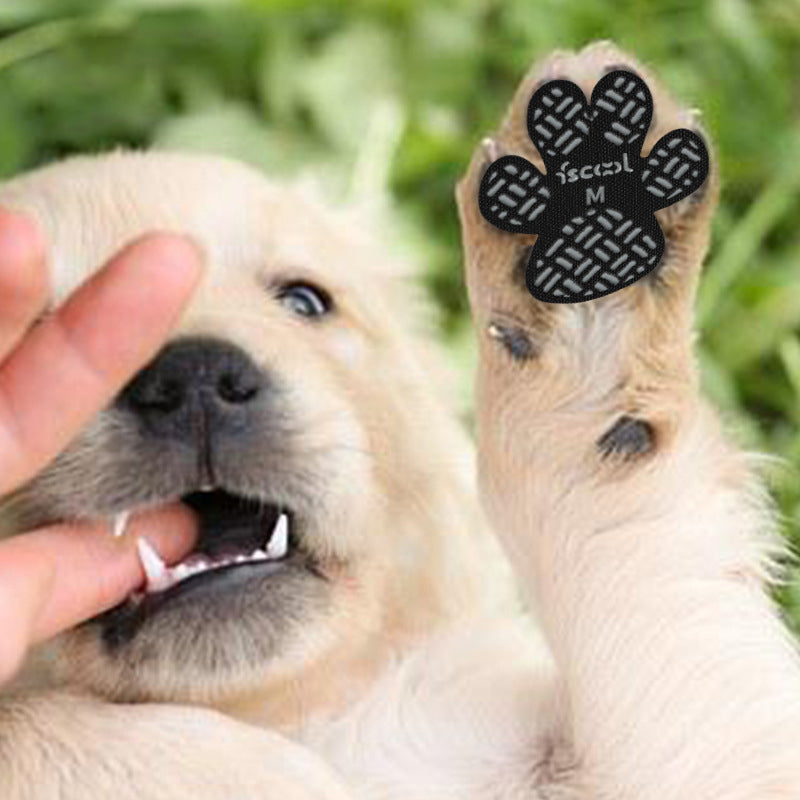 Dog Paw Protection