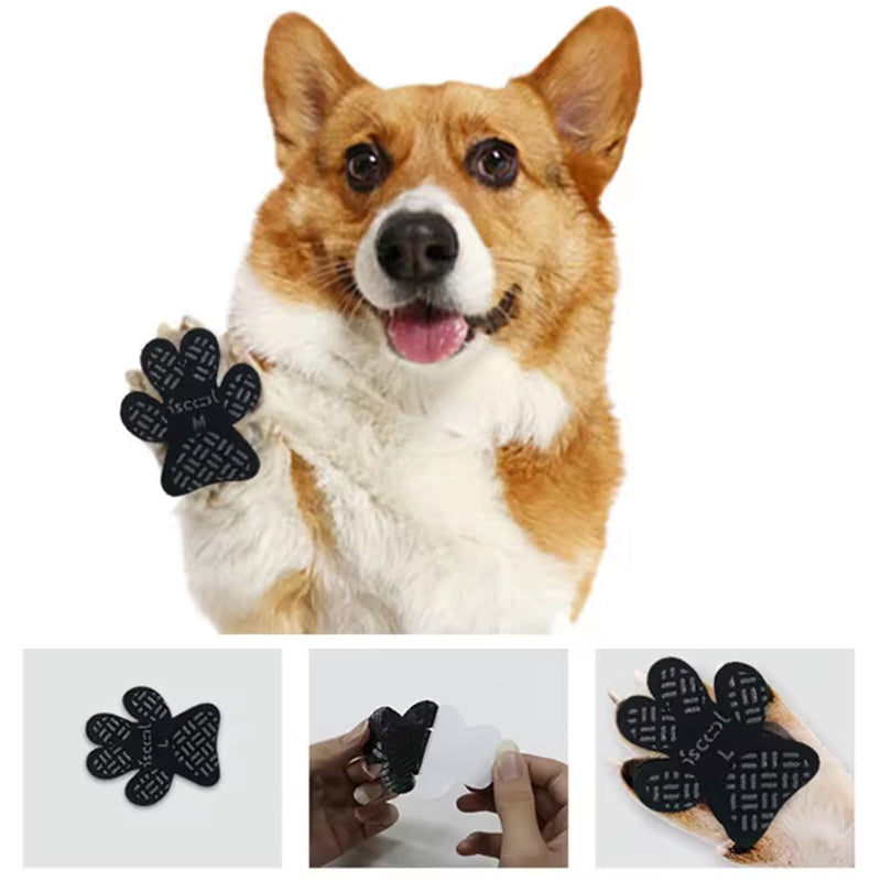 Dog Paw Protection