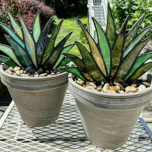 Suncatcher Stained Agave Plants